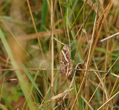 Chrysolarentia vicissata