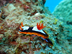 Chromodoris westraliensis