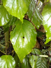 Begonia glabra