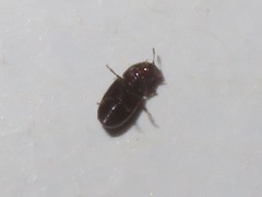 Cis castaneus