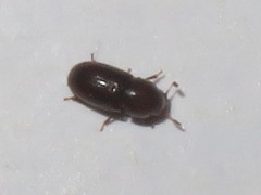 Cis castaneus