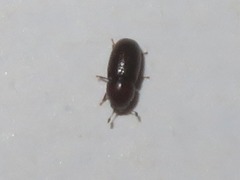 Cis castaneus