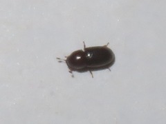 Cis castaneus