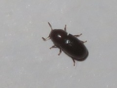 Cis castaneus