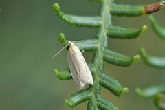 Clepsis leucaniana