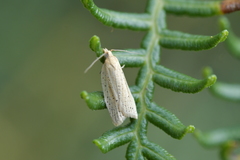 Clepsis leucaniana