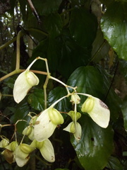 Begonia glabra