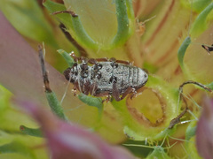 Tychius picirostris