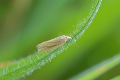 Clepsis leucaniana