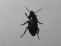 Anisodactylus binotatus