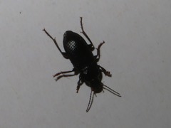 Anisodactylus binotatus