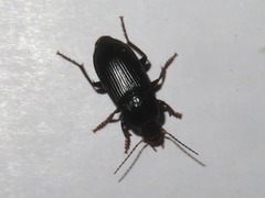 Anisodactylus binotatus