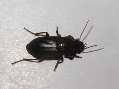 Anisodactylus binotatus