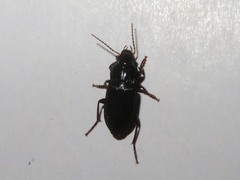 Anisodactylus binotatus
