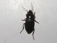 Anisodactylus binotatus
