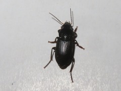 Anisodactylus binotatus
