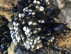 Pollicipes polymerus