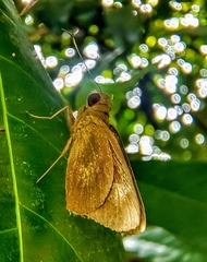 Erionota hiraca