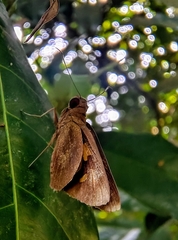 Erionota hiraca