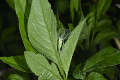 Oecanthus euryelytra