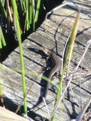 Pseudemoia rawlinsoni