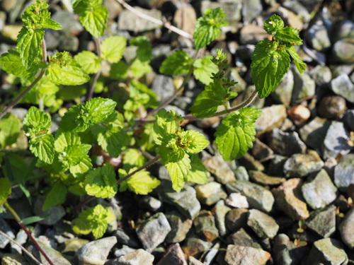 Veronica javanica iNat (2)