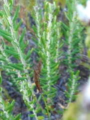Trichocephalus stipularis