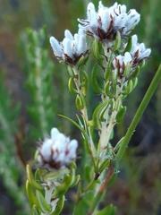 Trichocephalus stipularis