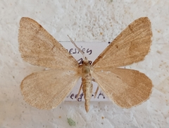 Isturgia spodiaria