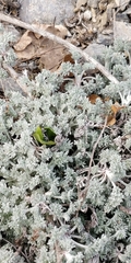 Artemisia vallesiaca