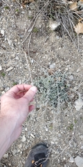 Artemisia vallesiaca