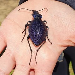 Carabus scabrosus