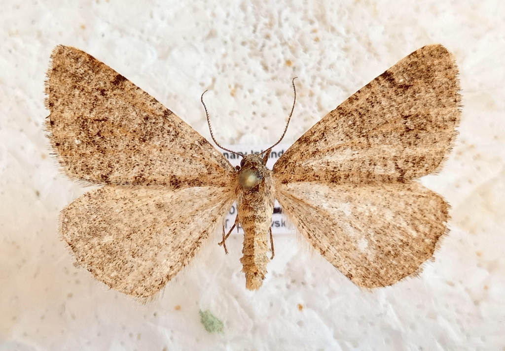 Isturgia tennoa