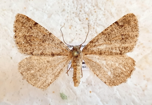 Isturgia tennoa