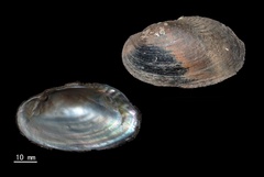 Obovalis omiensis