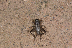 Loxoblemmus equestris