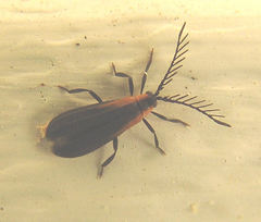 Leptoceletes basalis