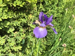 Iris sanguinea