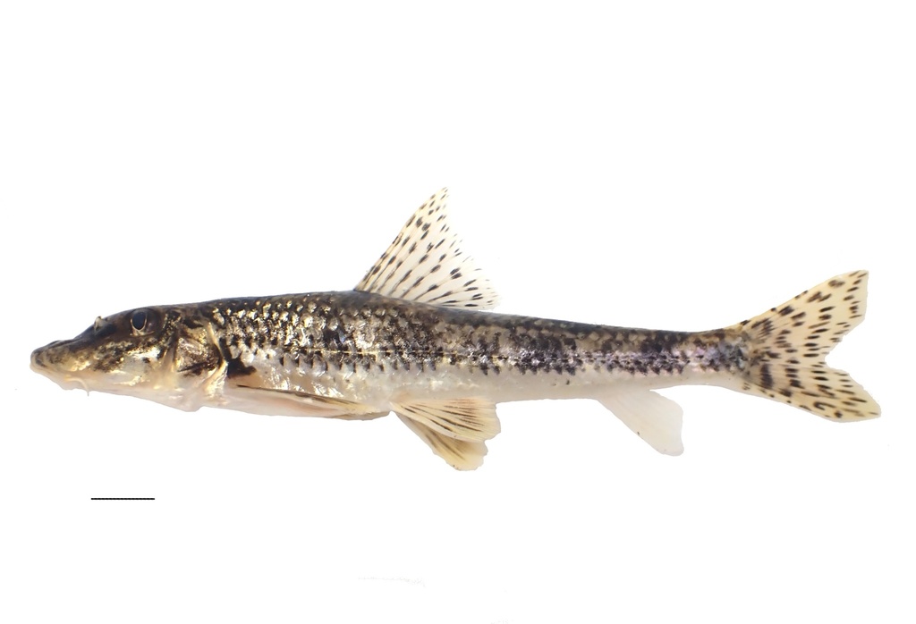 Kamatsuka