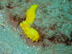 Notodoris citrina