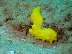 Notodoris citrina