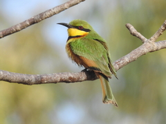 Little Bee-Eater photo 2