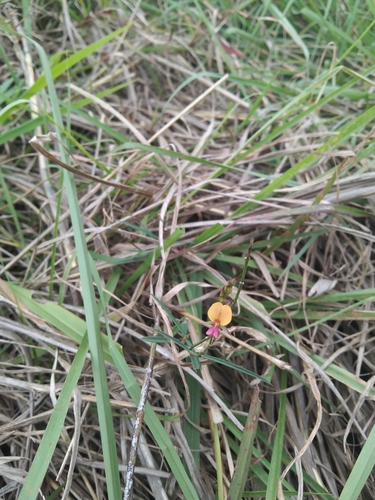 Alysicarpus bupleurifolius observed 2022-03-27