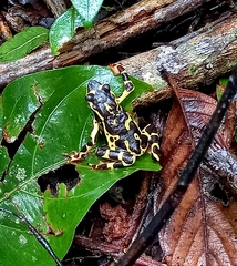 Atelopus