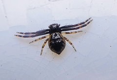 Synema globosum