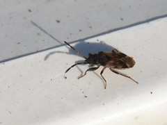 Scolopostethus decoratus