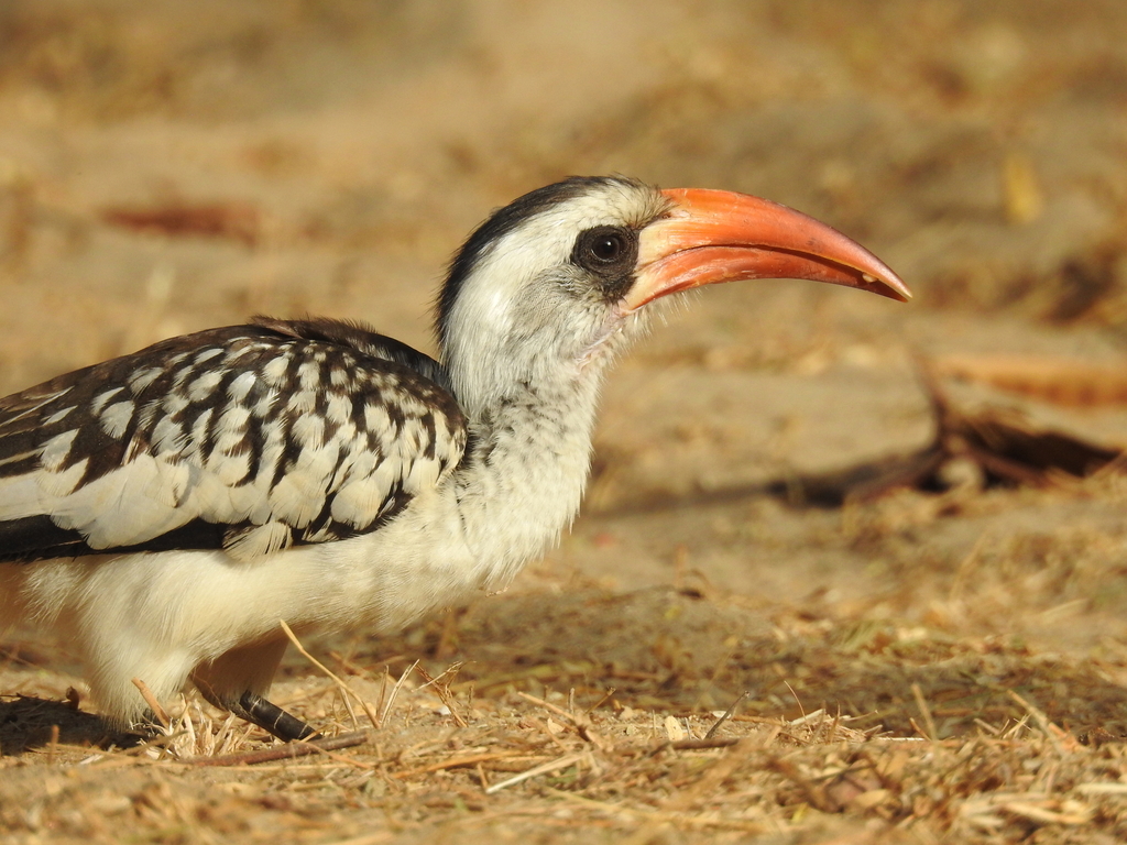 Western Red-Billed Hornbill