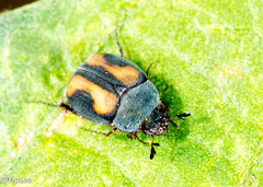 Maladera rufoplagiata