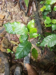 Streblus ilicifolius