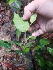 Streblus ilicifolius